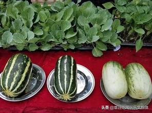 东营仙河吃瓜,清凉一夏，共享瓜香时光  第1张
